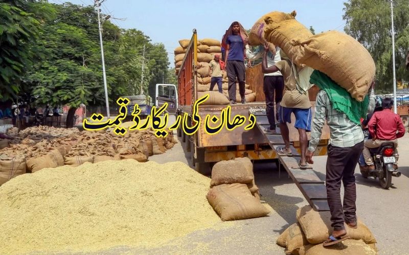 !تلنگانہ میں دھان کی ریکارڈ قیمت؛ ریٹ 5000 روپے فی کوئنٹل سے تجاوز کر گیا